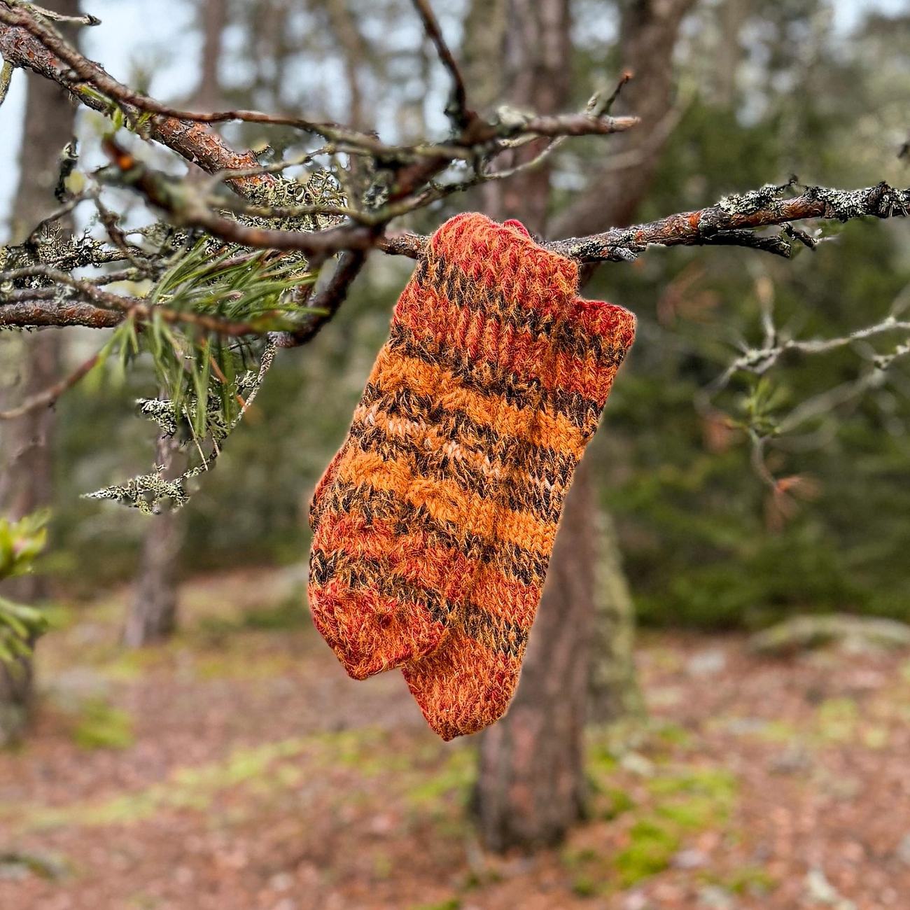 A knitted mitten airing on a pine branch in the forest